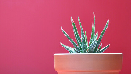 Succulent in a Clay Pot Isolated on a Red Background | Isolated Potted Plant