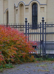 A bright red-orange autumn bush at the entrance in a black metal fence
