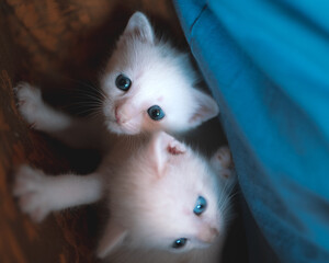 Little blue eyed two white kitties 