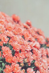 Chrysanthemum flowers close up as a beautiful nature background. Fall theme concept backdrop. Selective focus