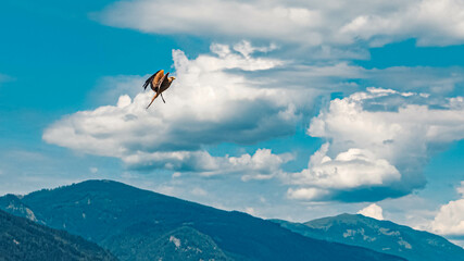 Fototapeta na wymiar Black milan flying in front of a beautiful alpine landscape