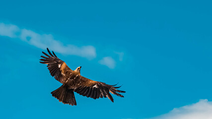Fototapeta na wymiar Black milan flying in front of a beautiful cloudy blue sky