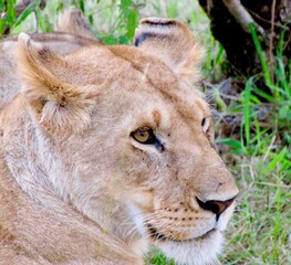 Young Lion resting in high gras