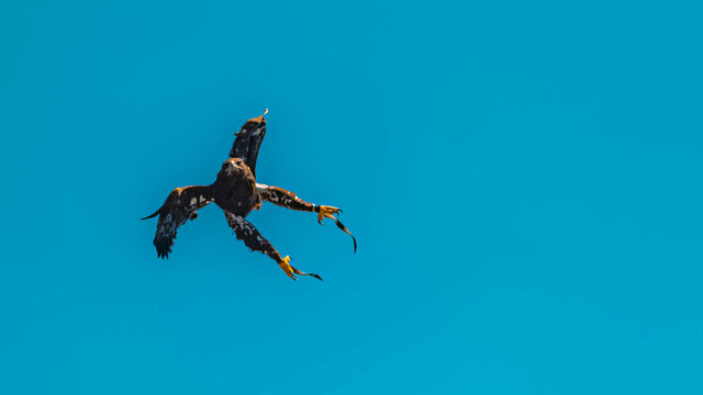 Nosedive Bilder Durchsuchen 541 Archivfotos, und