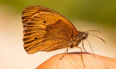 Macro of a beautiful meadow brown butterfly sitting on my finger