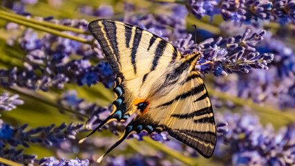 Macro of a beautiful scarce swallowtail butterfly, Iphiclides podalirius, on a flower