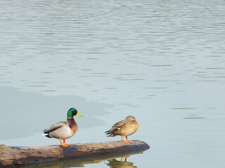 duck on the water