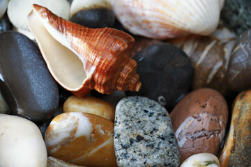 pebbles and shells strewn on the table