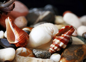 pebbles and shells strewn on the table