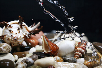 pebbles and shells strewn on the table