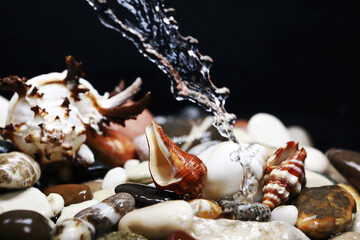 pebbles and shells strewn on the table