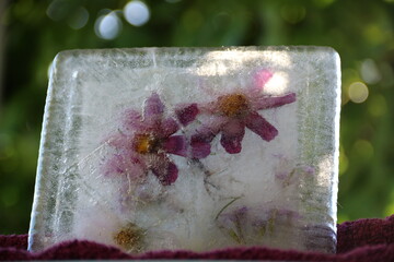 Blumen in Eis gerahmt vor Hintergrund Natur