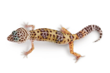 Leopard gecko or Eublepharis macularius isolated on white background with clipping path and full depth of field. Top view. Flat lay