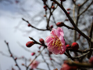 梅の花