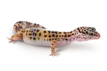 Leopard gecko or Eublepharis macularius isolated on white background with clipping path and full...