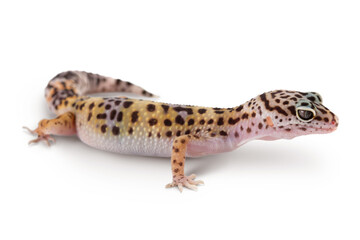 Leopard gecko or Eublepharis macularius isolated on white background with clipping path and full depth of field