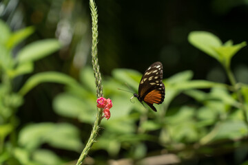 Monarch butterfly in flight. It begins to pull out its proboscis to feed on the flower's nectar
