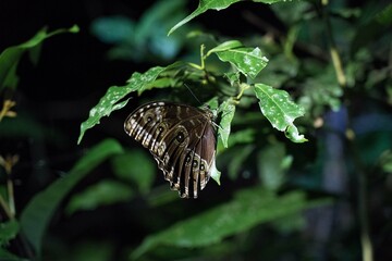 Blue morpho butterfly with closed wings hidden under leaves