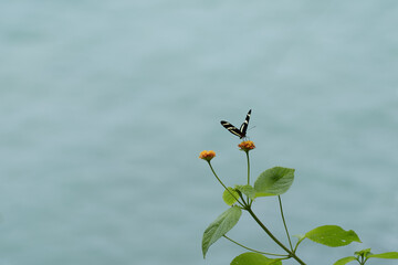 Monarch butterfly perched on a flower with the sea in the background