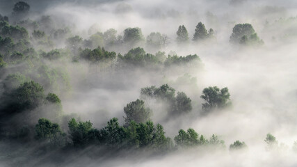 The dark side of the Alps, mountain forest wrapped by mist 