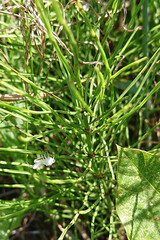 close up of green grass