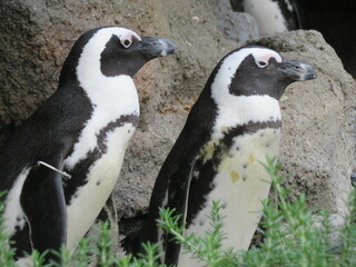 Obraz premium ケープペンギン ペア