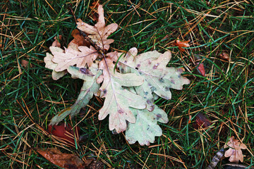 dry fallen leaves on the grass 