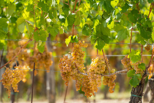 vineyard on September, Italy, Piemonte, Gavi, best white wine