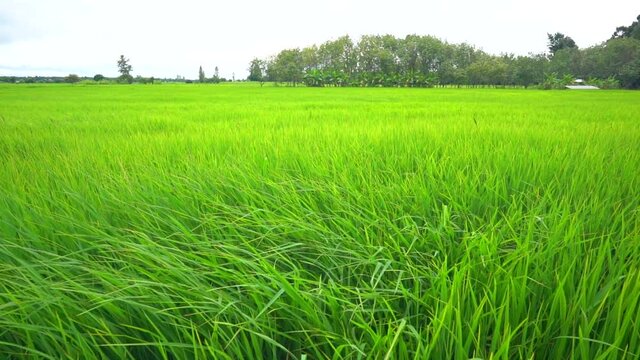 Handheld slow motion rice paddy field in windy on daytime