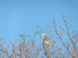 bird on a branch