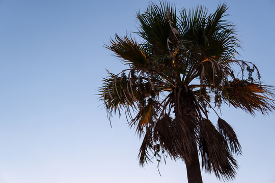 Bottom view of a palm tree on the beach at sunset