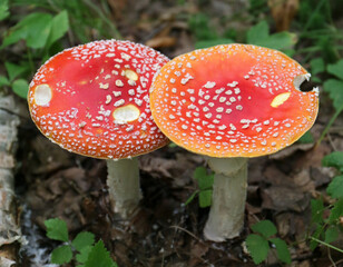 Fly agaric (Amanita muscaria) on the forest floor