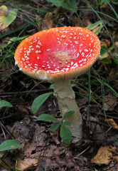 Fly agaric (Amanita muscaria) on the forest floor