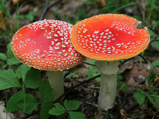 Fly agaric (Amanita muscaria) on the forest floor