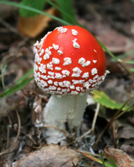 Fly agaric (Amanita muscaria) on the forest floor