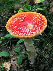 Fly agaric (Amanita muscaria) on the forest floor