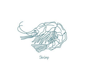 Shrimp are decapod crustaceans. Vector contour. Open paths. Editable stroke. Custom line thickness.