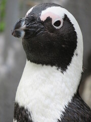 ケープペンギン