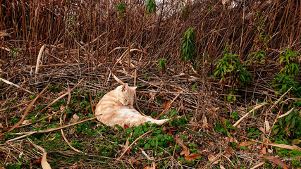 bird in the grass