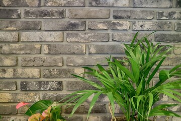 brick wall and plants