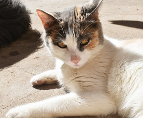 portrait of a cat on the floor