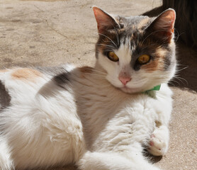 portrait of a tricolor cat