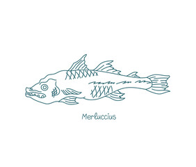 Merluccius fish. Genus of merluccid hakes. Open paths. Editable stroke. Custom line thickness.