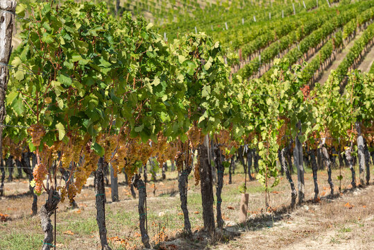 vineyard on September, Italy, Piemonte, Gavi, best white wine