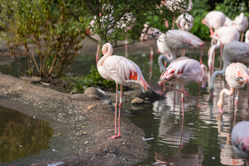 Super cute Flamingos are staying in the water and drinking. They are wonderful birds and really special with an amazing color.