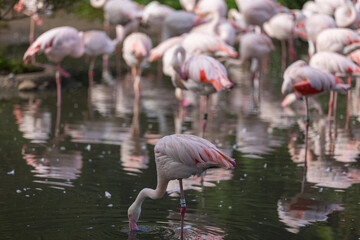 Super cute Flamingos are staying in the water and drinking. They are wonderful birds and really special with an amazing color.