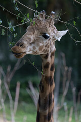 Amazing giant giraffe is take a meal in the tree. Wonderful giraffe is walking through the nature