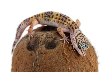 Naklejka premium Leopard gecko or Eublepharis macularius isolated on white background with clipping path and full depth of field