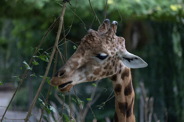 Amazing giant giraffe is take a meal in the tree. Wonderful giraffe is walking through the nature