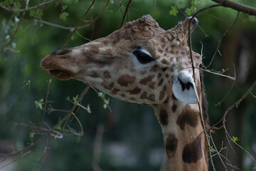 Amazing giant giraffe is take a meal in the tree. Wonderful giraffe is walking through the nature